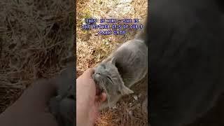Cat Playing with Yard Snake