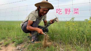 騎行內蒙古，路邊挖到很多的野菜，天黑小木屋搭帳篷生火做飯吃