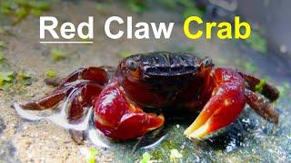 Red Claw Crab - Perisesarma Bidens  Care Tank Setup Diet Breeding...