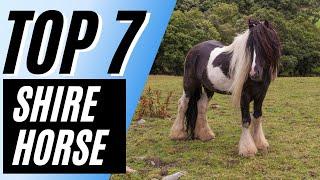 Top 7 Facts About The Shire Horse - Shire Horse Facts