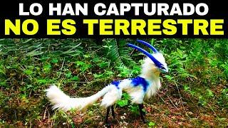 Los 20 Animales Más EXTRAÑOS Captados En Video