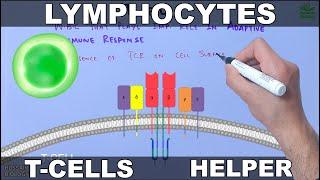 Lymphocytes  T cells