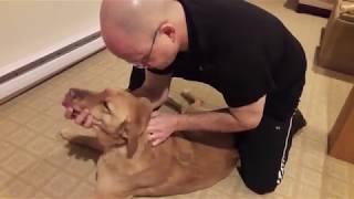 Dog Gets Back Cracked... Chiropractor for Dogs