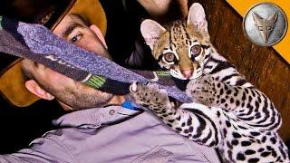 Ocelot Steals My Socks