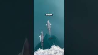 Why Dolphins LOVE Modern Ships? 