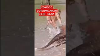 KOMODO DIPERMAINKAN OLEH RUSA #komodo #animals #komodoisland #ntt #komodonationalpark