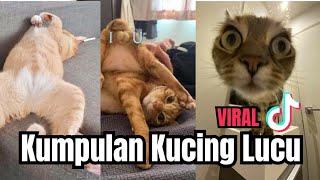 Kumpulan Kucing Lucu Bikin Ngakak Banget