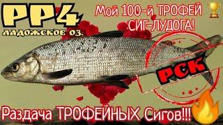 РР4. Раздача Трофейных Сигов на Ладожском Озере мой 100-й трофей Сиг-Лудога