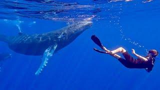 SWIMMING WITH WHALES  Incredible adventure in Tahiti GoPro 4K