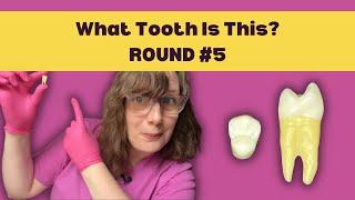Practice Tooth ID Quiz 5   Learn How to Identify a Tooth in 5 Steps & ACE Your Dental School Exams
