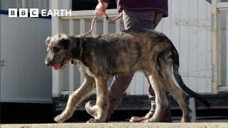 Puppys First Trip to the Seaside  Wonderful World of Puppies  BBC Earth