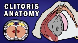 ANATOMY OF THE CLITORIS