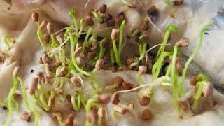 How to grow GUAVA FROM SEED  Easy And Fast12