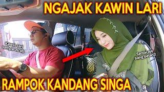 PRANK SHOLAWAT RAMPOK KANDANG SINGA  BINI TETANGGA KAWIN LARI