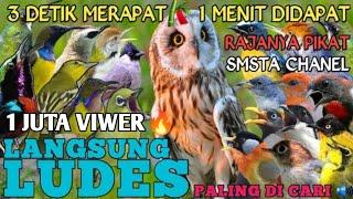 Suara Pikat Semua Burung Kecil Mp3 Paling Ampuh Terbukti Paling Ampuh @Smstachanel