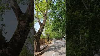 Chinar Road Abbottabad - Pakistan 