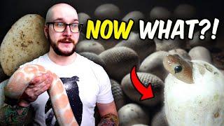 I Made a Big Mistake All My Snakes Laid Eggs on THE SAME DAY Now What?