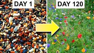 Growing a Bed of Wildflowers From Seed 162-day Timelapse