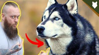 BEST PRODUCTS FOR YOUR SIBERIAN HUSKY