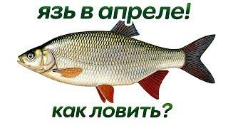 Как на что и где ловить язя в апреле? Секреты ловли язя весной в апреле