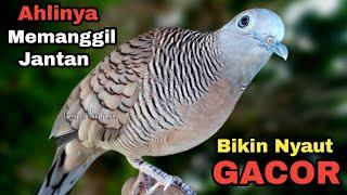 Perkutut lokal gacor Ahlinya memanggil lawan bikin burung perkutut gacor nyaut