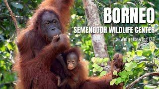 Borneo - Orang-Utans im Semenggoh Wildlife Center  Malaysia • Weltreise Vlog 123