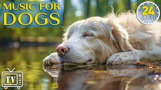 24 Hours Deep Anti Anxiety Music for Dogs Relaxation Calming Music for Dogs with Anxiety & Stressed