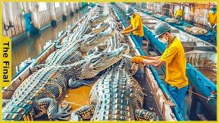 How Farmers Earn 300 Million USD from Proces Crocodile Meat  Food Processing Machines