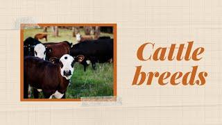 Cattle Breeds