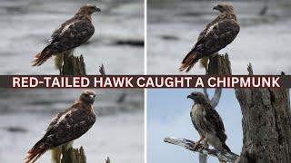 Predator and Prey - Red-Tailed Hawk caught a Chipmunk #Wildlife #Nature