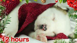  12 HOURS  Puppy Sleeping Music  CHRISTMAS Carols  Relaxing sleep music for dogs pets