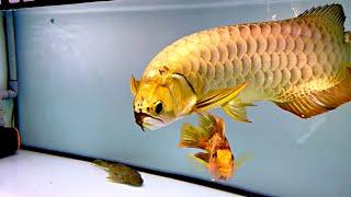 Top 4 Premium Golden Arowana Fish  Super Rare Arowana In Asia