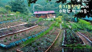 Country house organic garden from spring to fall