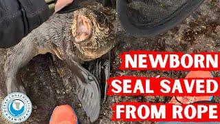 Newborn Seal Saved From Rope