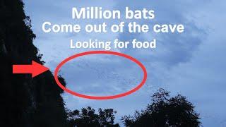MILLION BATS COME OUT OF THE CAVE MT.SAMPOV.សត្វប្រជាវរាប់លានក្បាលចេញពីរូងភ្នំសំពៅនៅពេលល្ងាច។