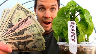 How to Make Money with Plants in Your Living Room  Propagate Grow and Sell Plants for Cash