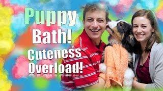 Teach YOUR Dog to LOVE Getting a Bath