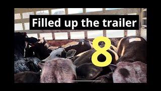 We Roped 8 Wild Yearlings in 15 Minutes