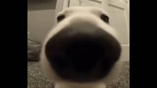 Dog sniff meme