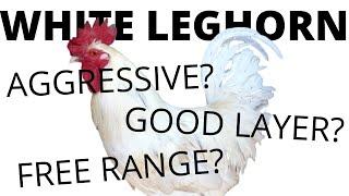 WHITE LEGHORNS All You Need To Know About These Chickens