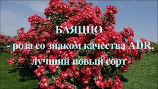 Баяццо - роза со знаком качества ADR. Лучший новый сорт. Питомник растений Е. Иващенко