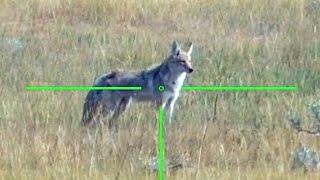 Coyote Hunt  Double Down  ATN X5 LRF Optic  #shorts #predators