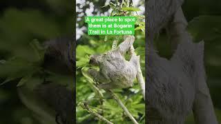 Sloth slowly munching on their favourite leaf from the cecropia tree #costarica #sloth #shorts