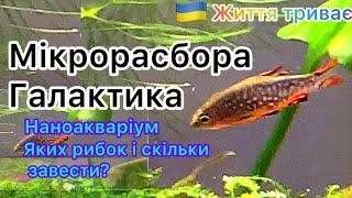 Мікрорасбора галактика. Маленький акваріум - яких рибок і скільки завести?Поради початківцям.