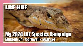 Episode Four My 2024 LRF Species Hunt - Cornwall