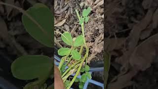 The smallest peanut harvest ever 