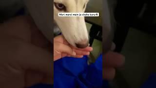 Kya karu main iss PAGAL ka‍️ #youtubeshorts #doglover #funny #pets #trending