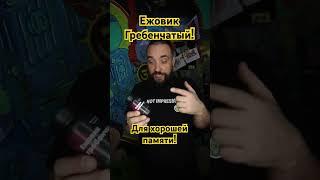 Зерномицелий Ежовика Гребенчатого - помогает с концентрацией внимания и улучшением памяти