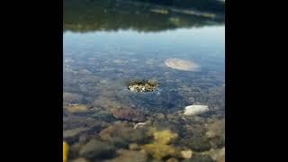 Tide vs Surface Tension