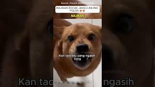 Majikan menjahili anjing saat makan #hewanlucu #anjinglucu #ngakak #kocak #lucuabis #shorts #viral